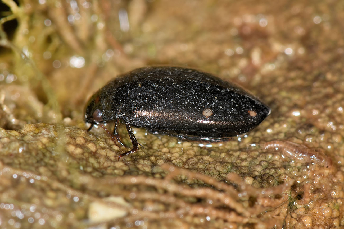 Dytiscidae: Agabus guttatus? S, in compagnia di Laccobius sp. (Hydrophilidae) !